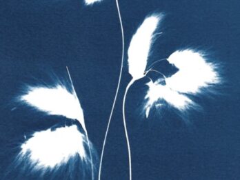 Wee Norrag Cyanotype prints